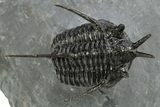 Devil Horned Cyphaspis Walteri Trilobite - Mrakib, Morocco #312382-1